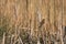 Reed Bunting clinging to a Bulrush seed head