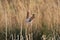 Reed Bunting clinging to a Bulrush seed head