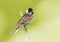 Reed bunting, common Reed Bunting, Emberiza schoeniclus