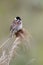 Reed bunting, Emberiza schoeniclus