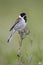 Reed bunting, Emberiza schoeniclus