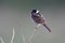 Reed bunting, Emberiza schoeniclus