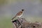 Reed bunting, Emberiza schoeniclus