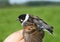 Reed bunting on the man\'s palm