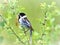 Reed Bunting singing at Stavely Nature Reserve, Yorkshire Wildlife Trust.
