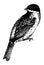 Reed Bunting, vintage illustration