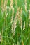 Reed Canary Grass Phalaris arundinacea