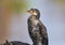 The reed cormorant, also known as the long-tailed cormorant, Microcarbo africanus, Lake naivasha, Keny