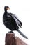 Reed Cormorant Bird