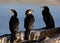 Reed Cormorant - Botswana