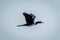 Reed cormorant flies across clear blue sky