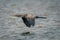 Reed cormorant flies low over calm waters