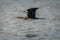 Reed cormorant flies over water with reflection