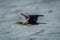 Reed cormorant flies over waves lifting wings