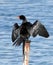 Reed cormorant Phalacrocrax africanus drying wings, Marieval Nature Reserve, Gauteng, South Africa.