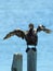 Reed Cormorant in Zandvlei Estuary Nature Reserve