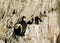Reed cormorants nesting on the cliffs of Cape Point