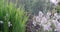 reed and cotton grass at stone garden