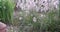 reed and cotton grass at stone garden