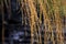 Reed flower backgrounds