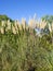 Reed flower and blue sky background