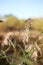 Reed flowers in the autumn field