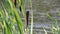 Reed focus on the. outdoor