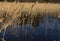 Reed on forest lake on evening sunlight in spring