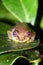 Reed frog eyes