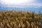 Reed grass in autumn on the lake shore with glittering points of the sun in the water