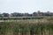 Reed grass. Cattail green reeds on lake water