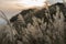 Reed grass fields with mountain on background at sunset