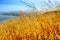 Reed grass on headland, Golden Gate National Recreation Area