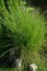 Reed grass karl foerster plant with some ornamental garden decoration in the summer sun