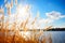 Reed Grass at a Lake and Bright Blue Sky