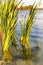 Reed grass in the pond close up view