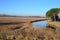 Reed grass river landscape