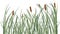 Reed and green grass background