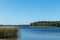 Reed green grass on coast by the lake beautiful nordic summer landscape scene