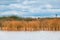 Reed growing in Murray River.