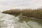 Reed grows on the shore of the lake. Trail on the water from the boat