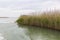 Reed grows on the shore of the lake. Trail on the water from the boat