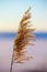 Reed inflorescence