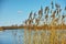 Reed at lake landscape by blue sky and water