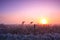 Reed landscape at sunrise in winter