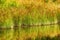 Reed like bog plant growing along shoreline