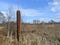 Reed mace bulrush plant in whixall moss bog