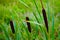 Reed Mace or Bulrushes on the Combe Haven in East Sussex, England