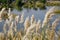 Reed marshes along the Yellow River