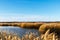 Reed marshes landscape with wind farm